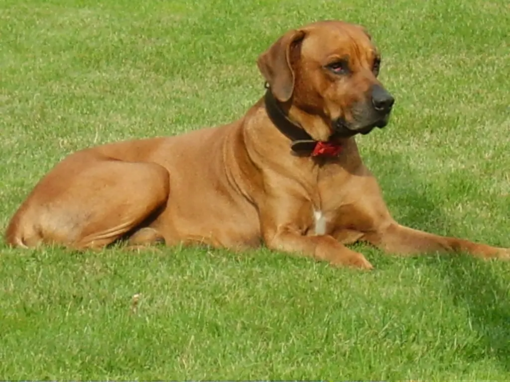 Condolence image of Britta