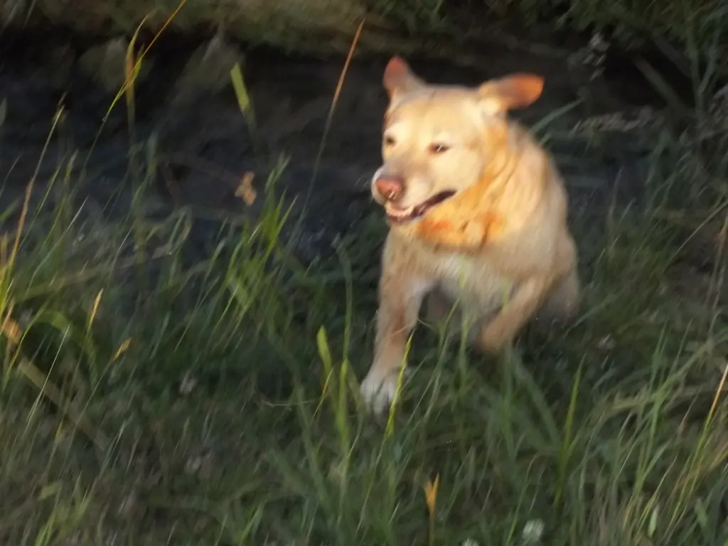 Andachtsbild von Sascha/Elke mit Shila im Herzen