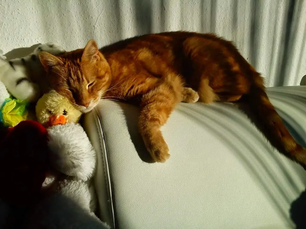 Bild von Tigra