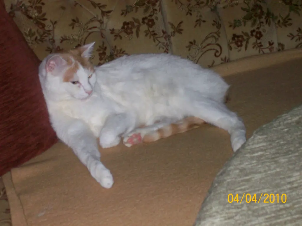 Image from Sammy