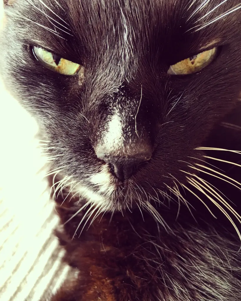 Image from Kitty