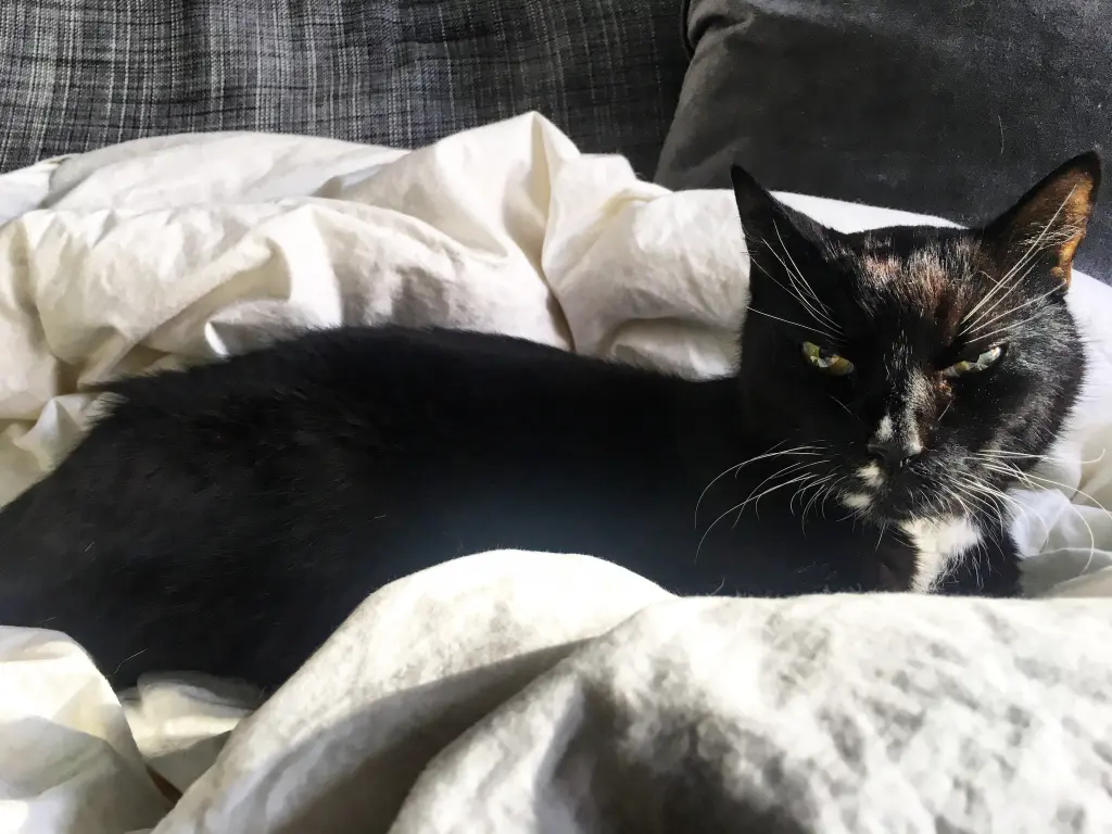 Image from Kitty