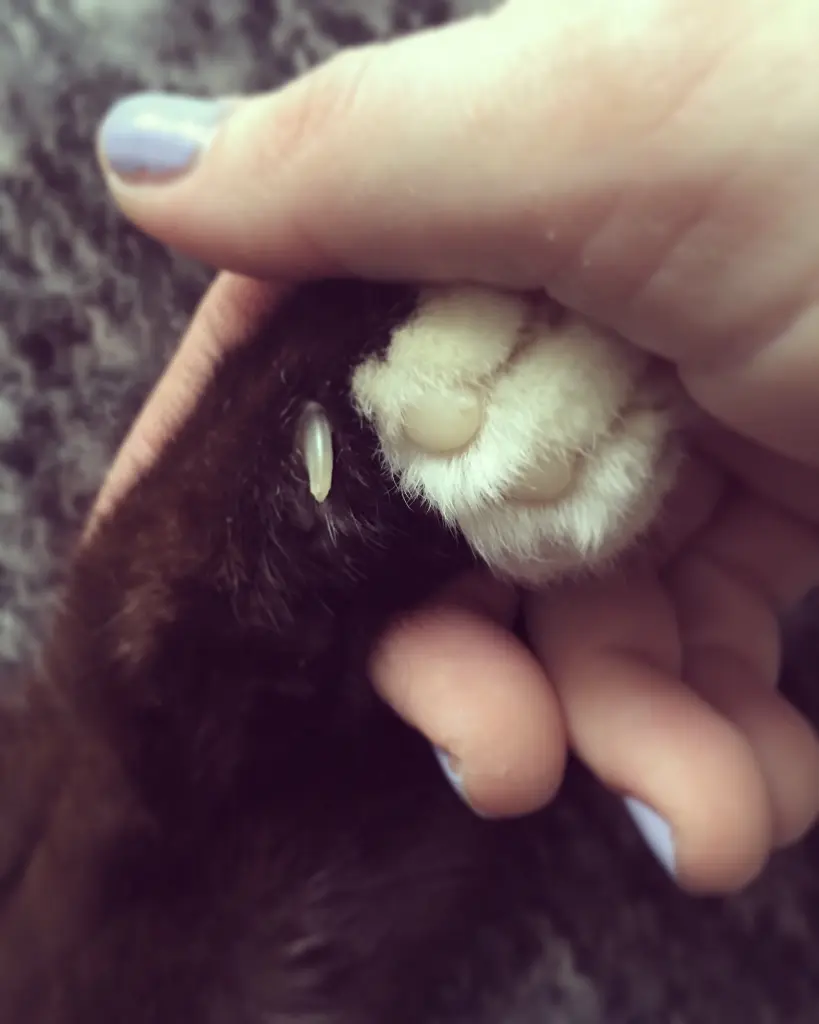 Image from Kitty