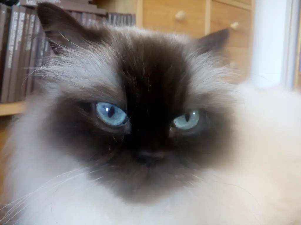 Condolence image of Dagmar