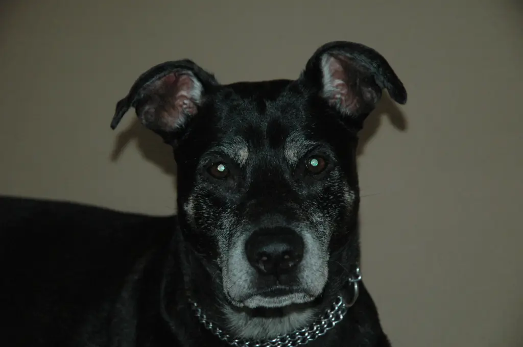Image from Scully