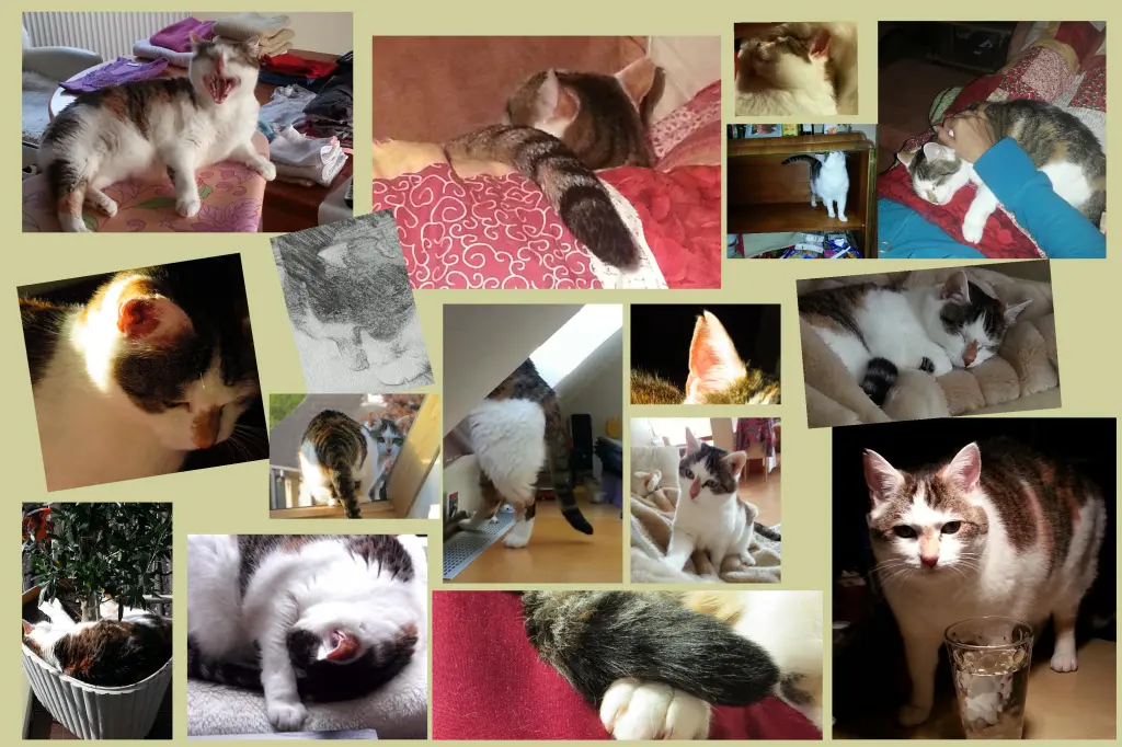 Image from Mizi