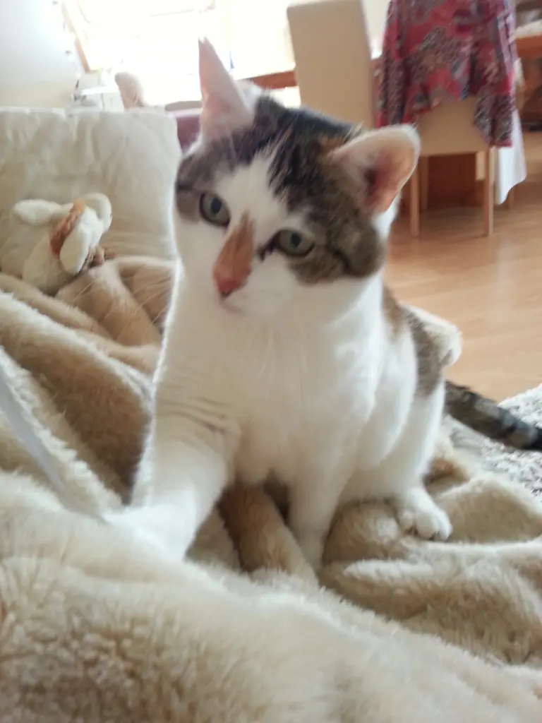 Image from Mizi