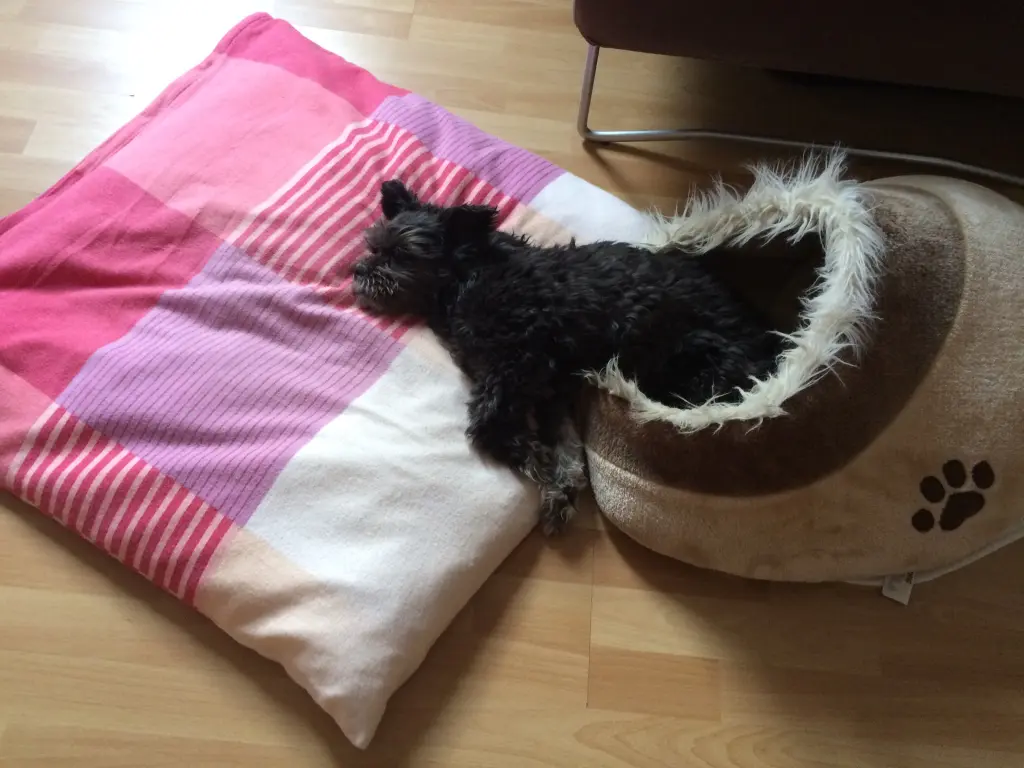 Bild von Zsazsa