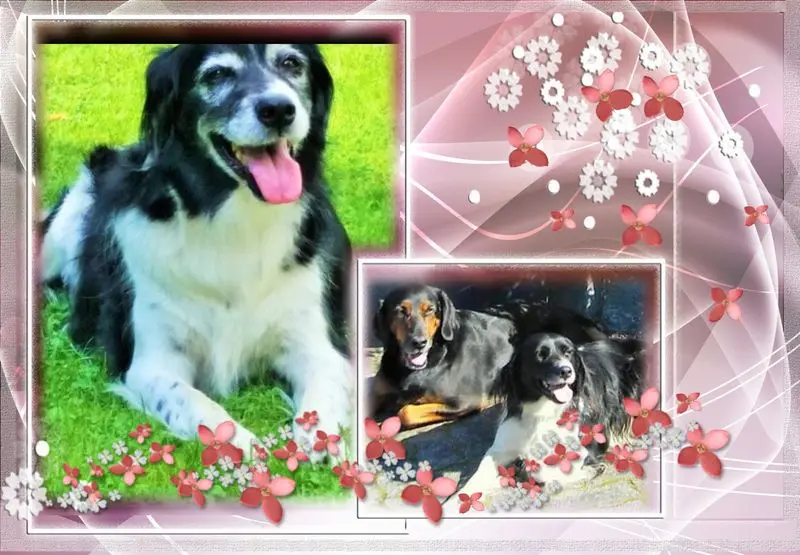 Condolence image of Brigitte mit Nelly, Benny und Axel im Herzen