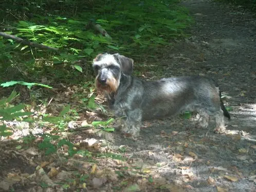 Image from Branka