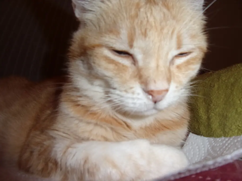 Condolence image of Irmi