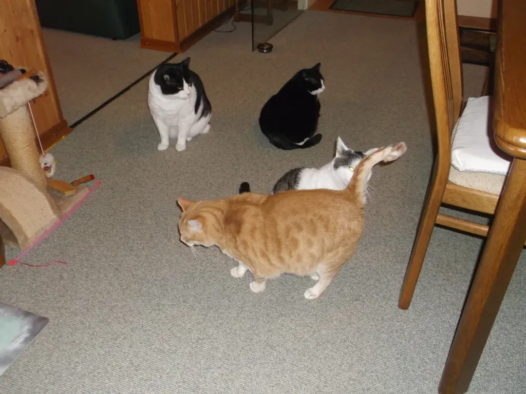 Condolence image of Irmi  mit Mink  und  Mio ..  Rudi , Garry, Diggi, Socke  u. Jule  im Herzen  