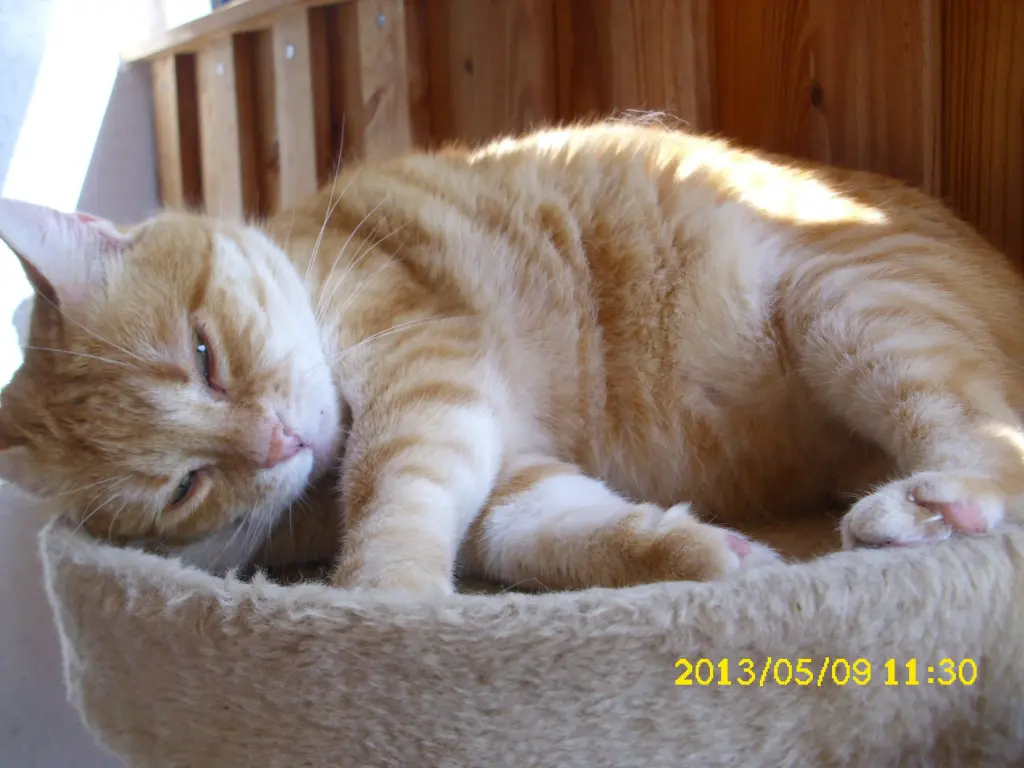 Condolence image of Irmi mit Mink und Timon 