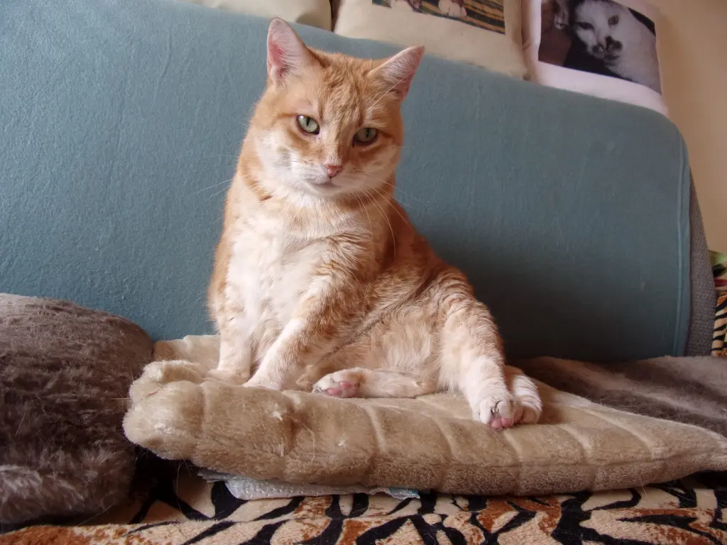 Condolence image of Irmi mit  Mink  u. Timon 