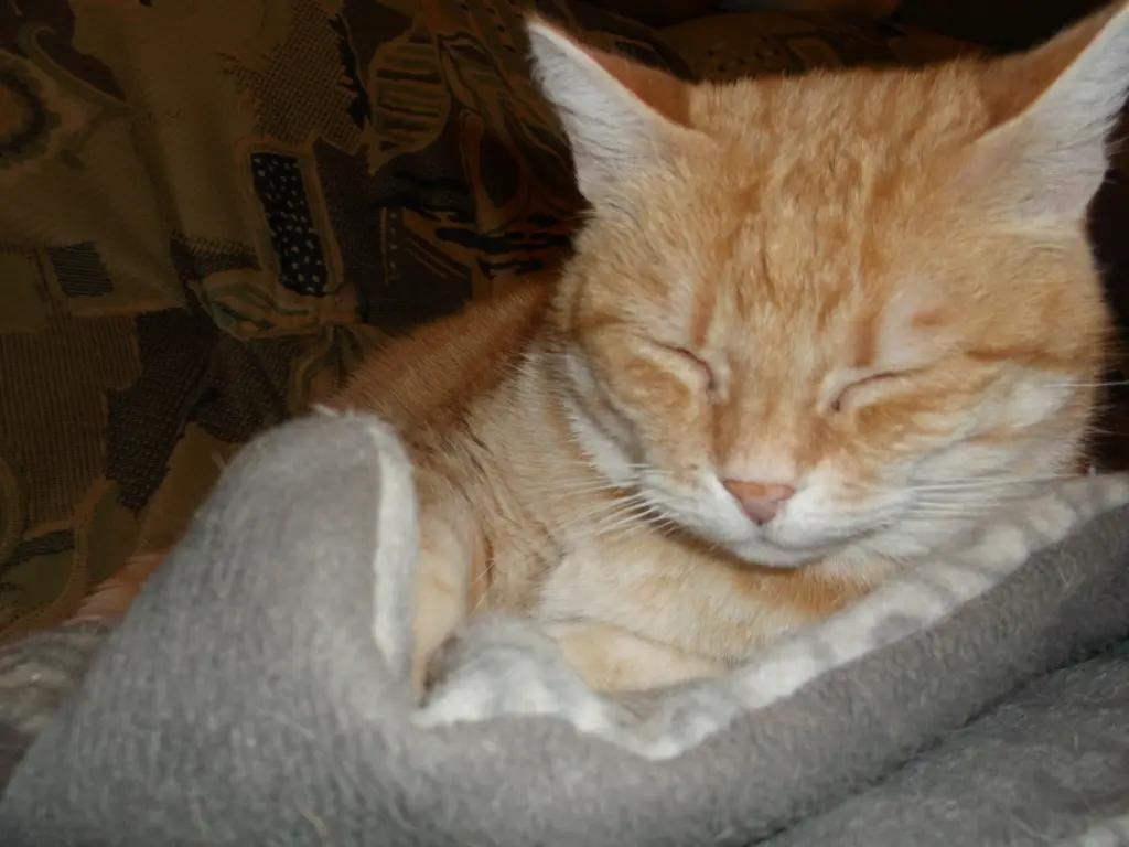 Condolence image of Irmi  mit Minki und Timon 