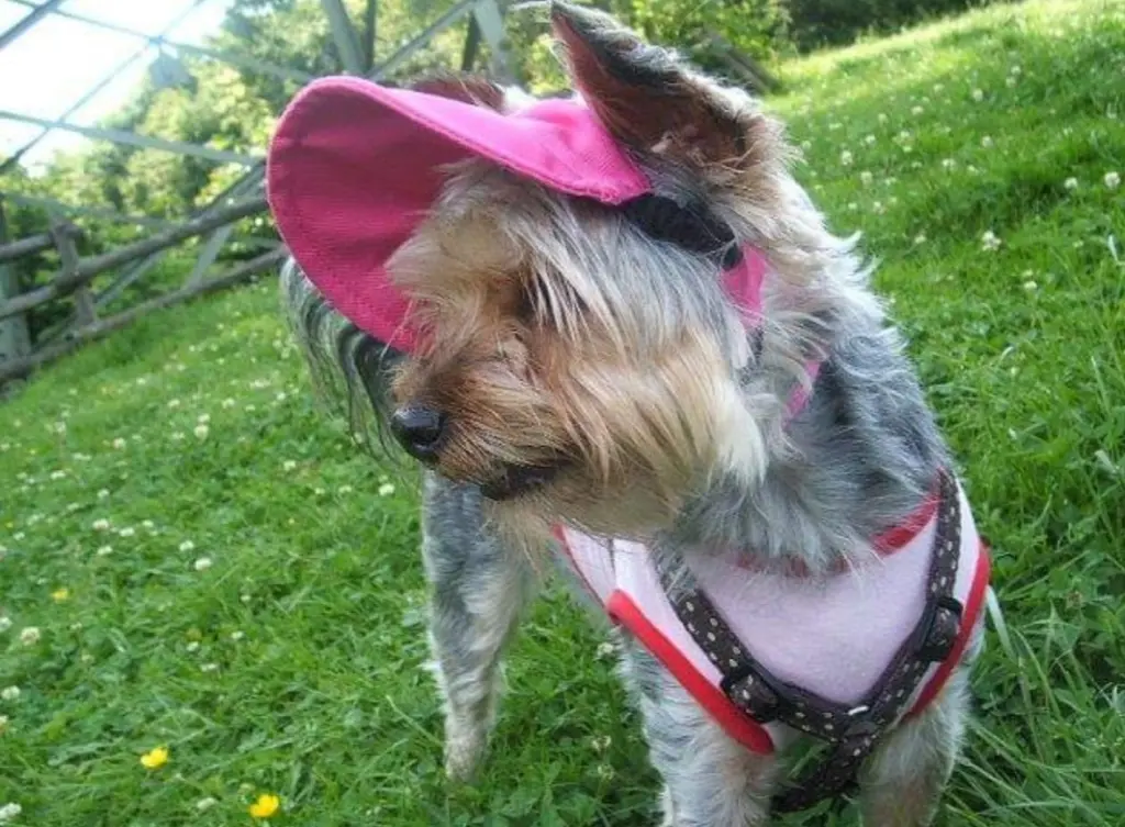 Image from Lulu