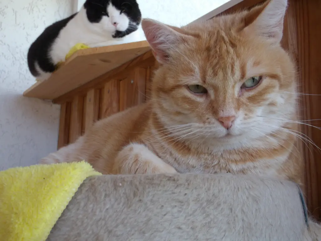 Condolence image of Irmi mit Rudi und Diggi im Herzen
