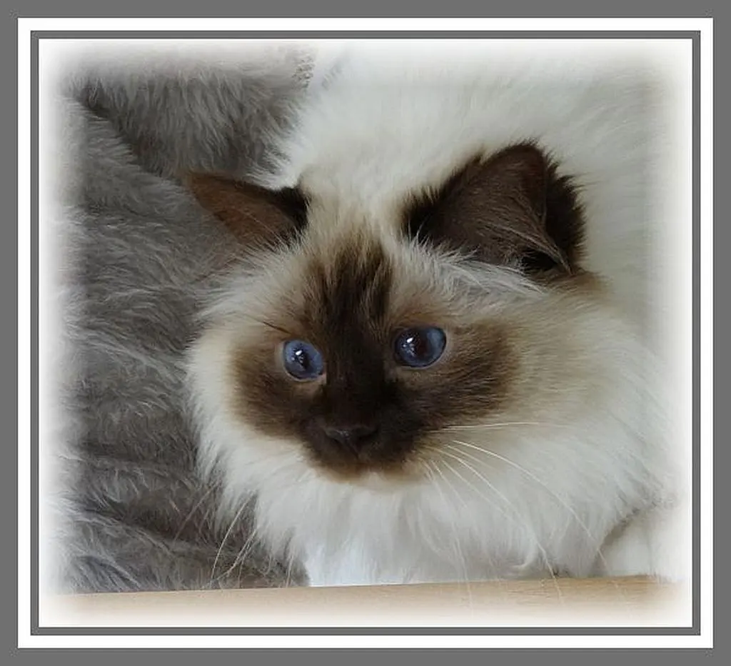 Condolence image of Debbie of blue fire