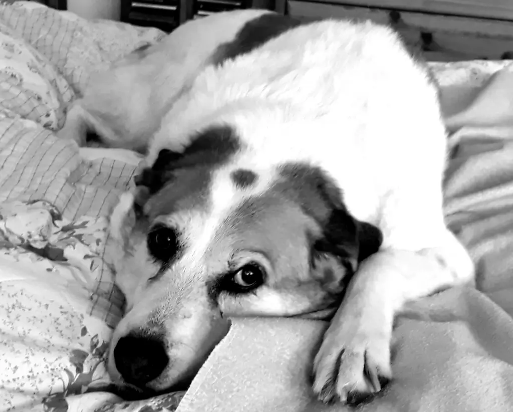 Condolence image of Jessy