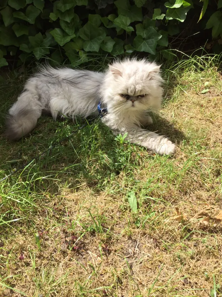 Image from Romeo