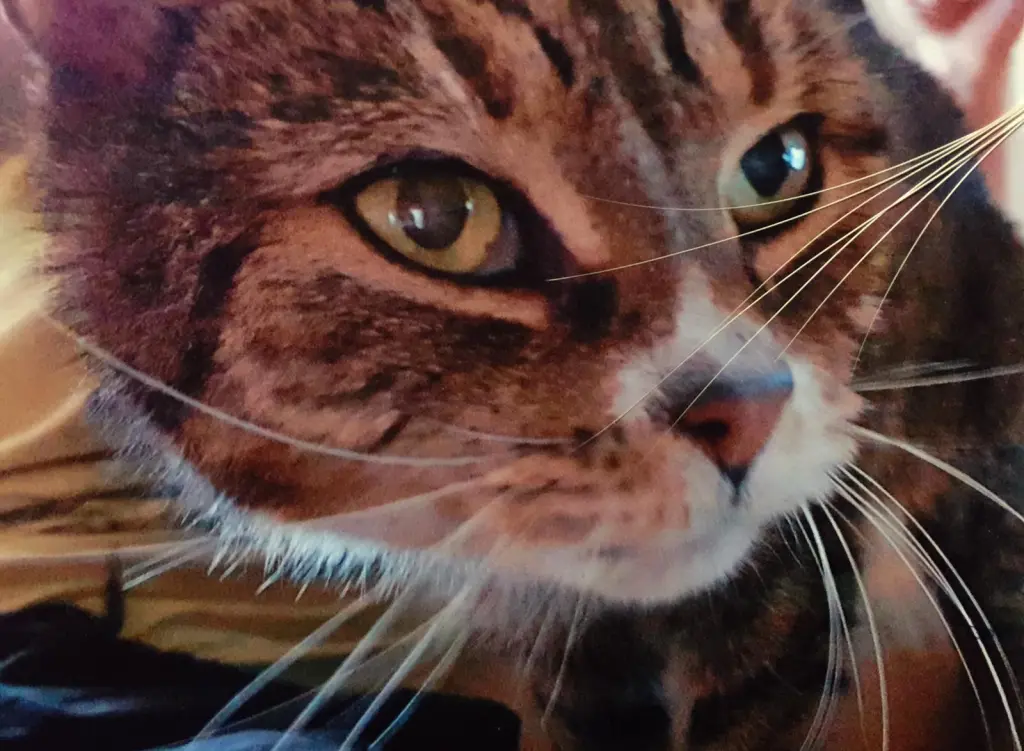 Condolence image of Simone