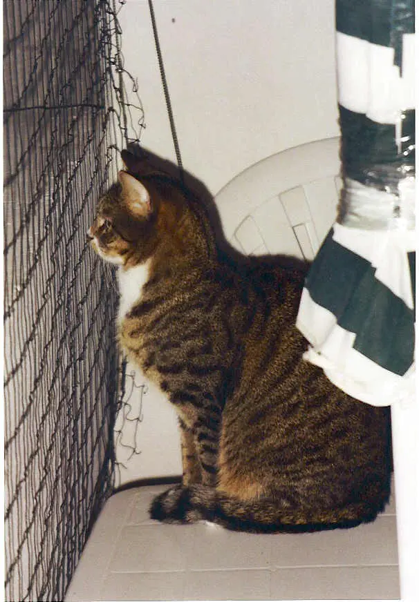 Image from Leo genannt Tiger