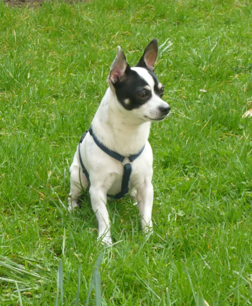 Image from Buddy