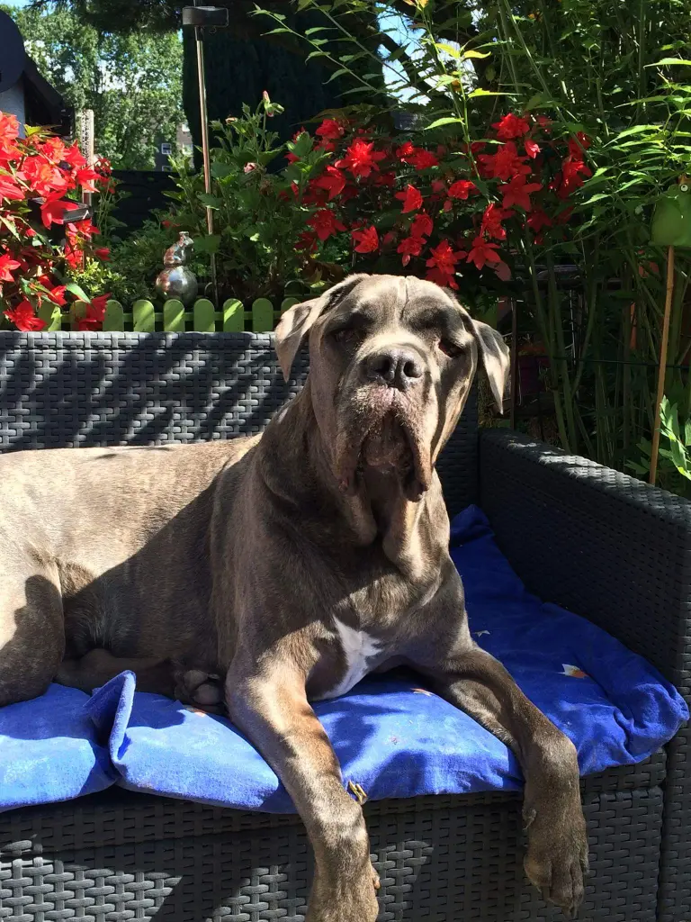 Condolence image of Barbara mit Dusty 4ever