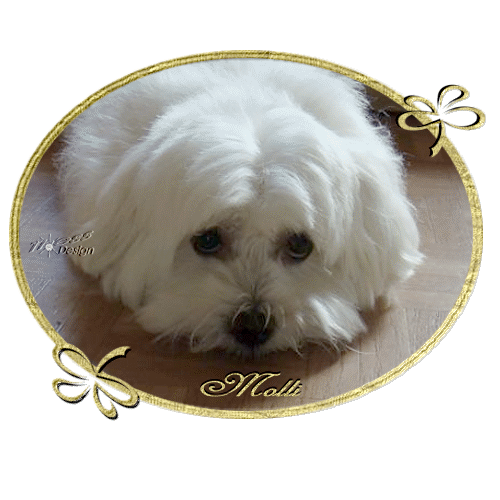 Image from MOLLY