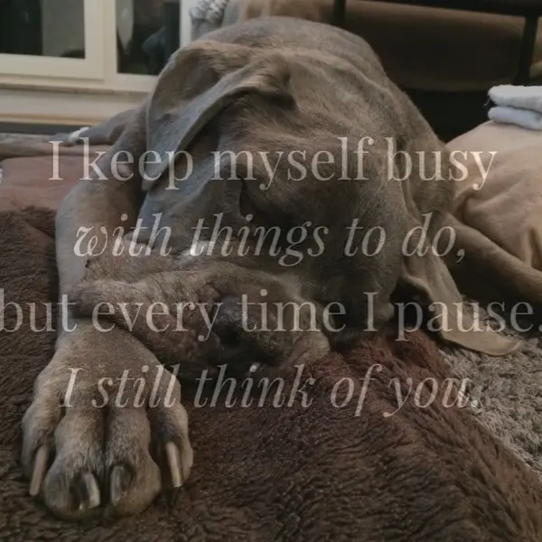 Condolence image of Barbara mit Dusty4 ever