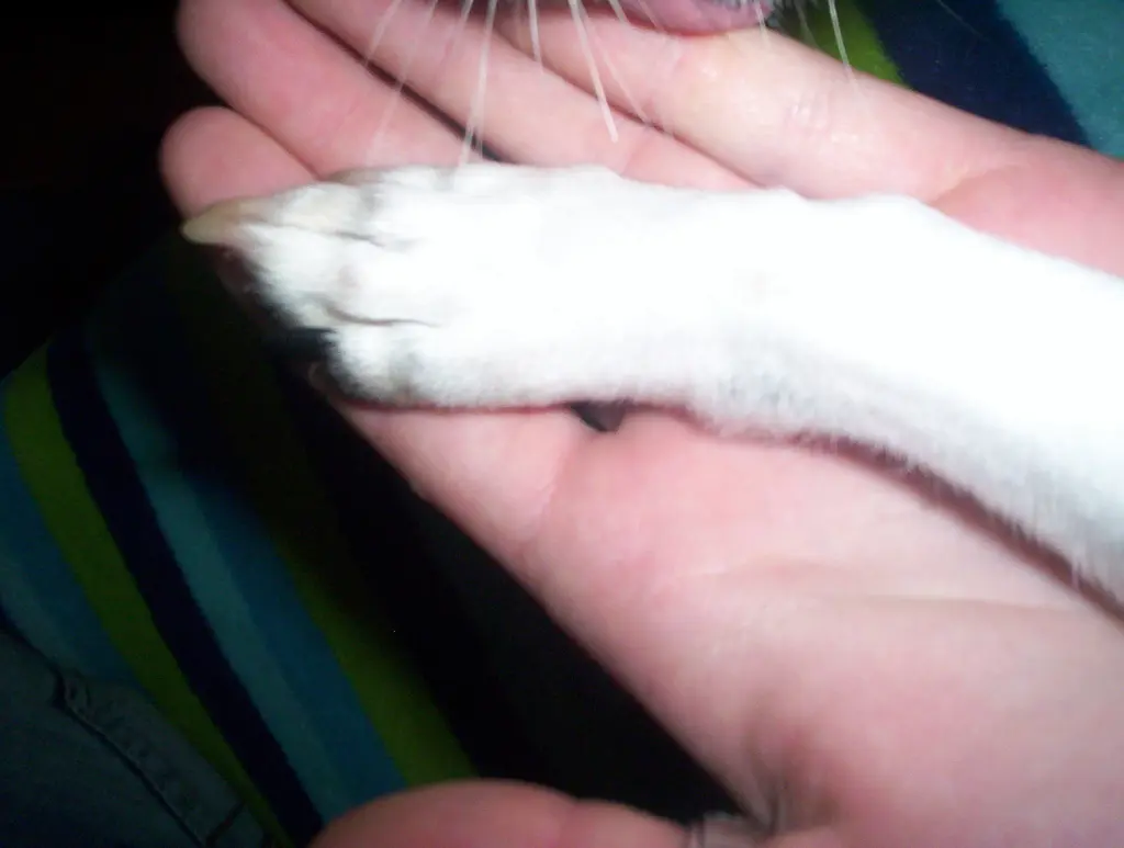 Image from Betty "Mausi"