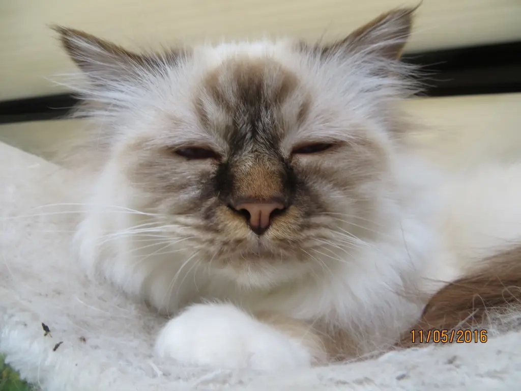 Condolence image of Uschi mit Seelenkatzen Jojo und Merlin