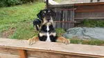 Condolence image of Marga mit Rambo im Herzen