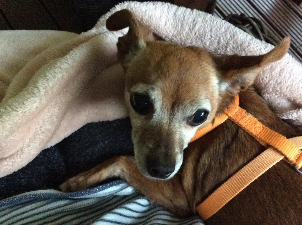 Condolence image of Heidi