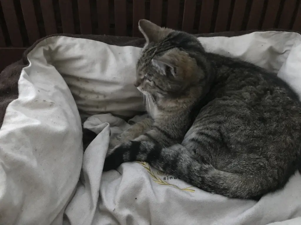 Condolence image of Susanne mit Rusty im Herzen
