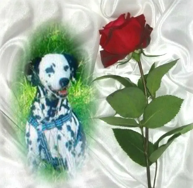 Condolence image of Mama ❤❤❤❤❤