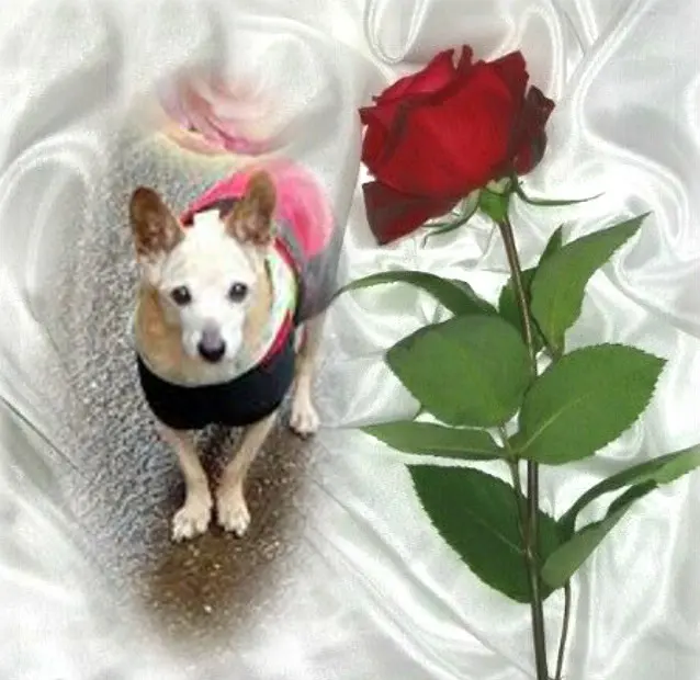 Condolence image of Mama ❤❤❤❤❤