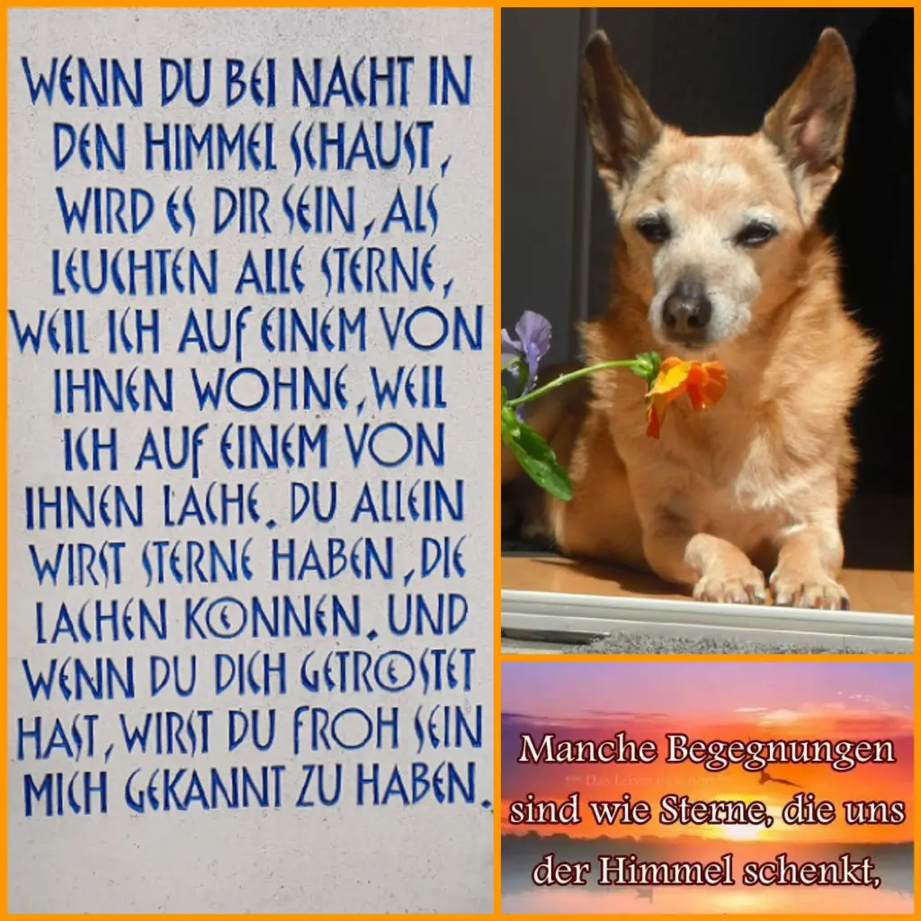 Condolence image of Anja mit Joy im Herzen ❤