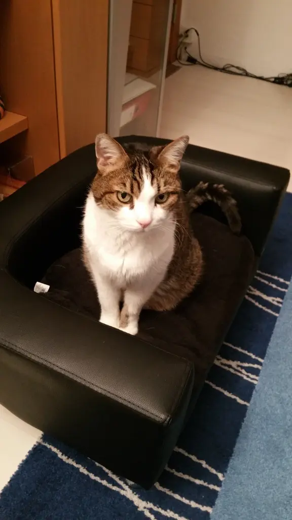 Condolence image of Tanja mit Timmy im Herzen