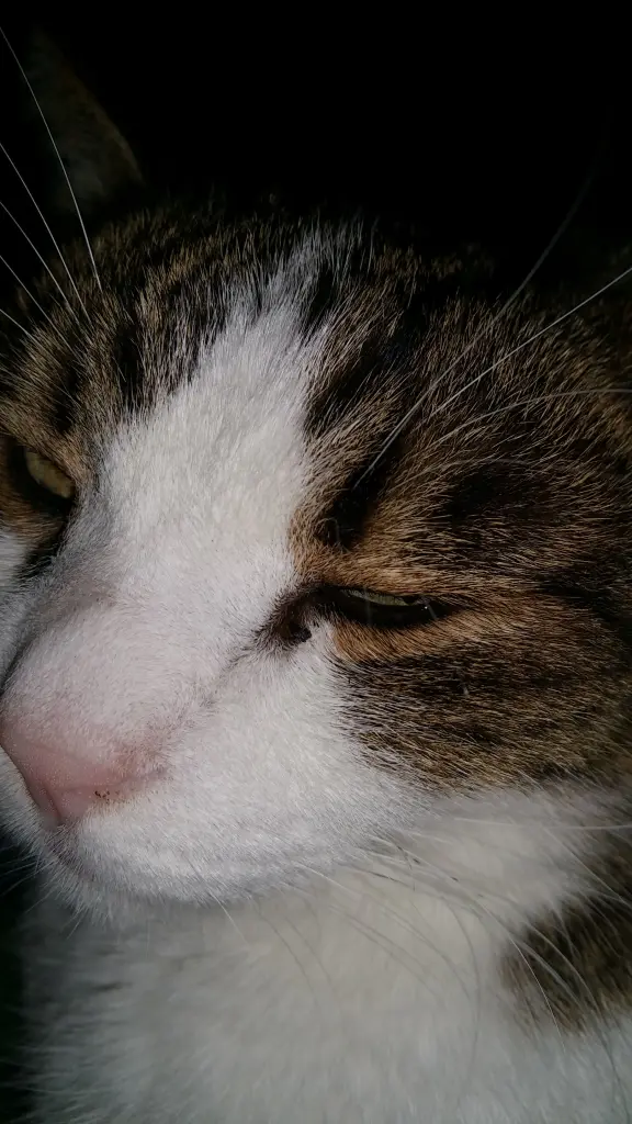 Condolence image of Tanja mit Timmy im Herzen