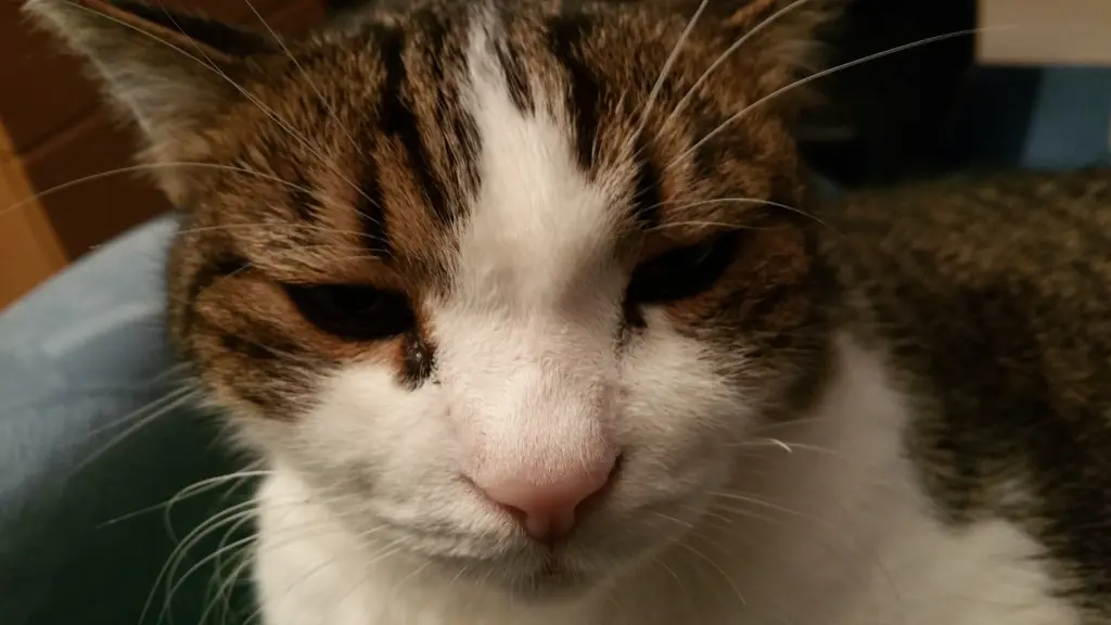 Condolence image of Tanja mit Timmy im Herzen