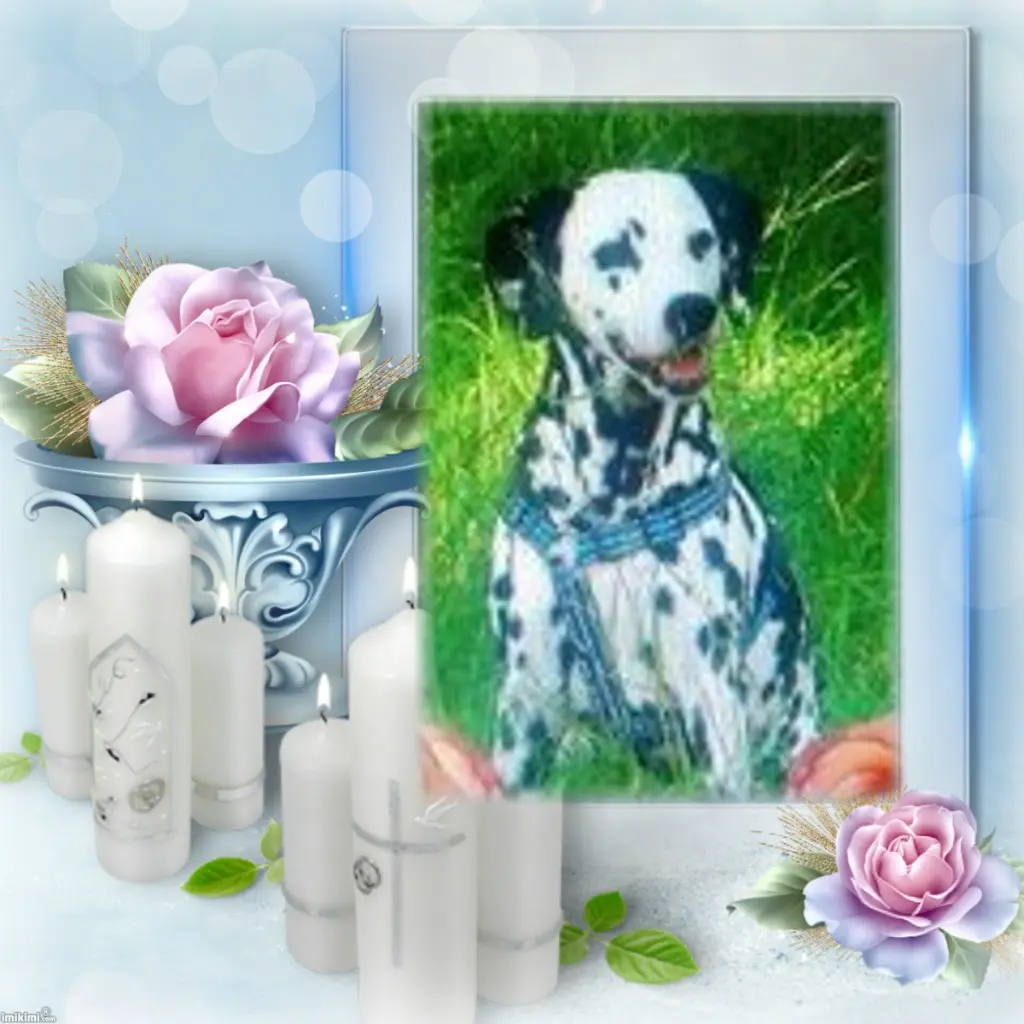 Condolence image of ❤️6.Sternchen❤️Gedenktag❤️