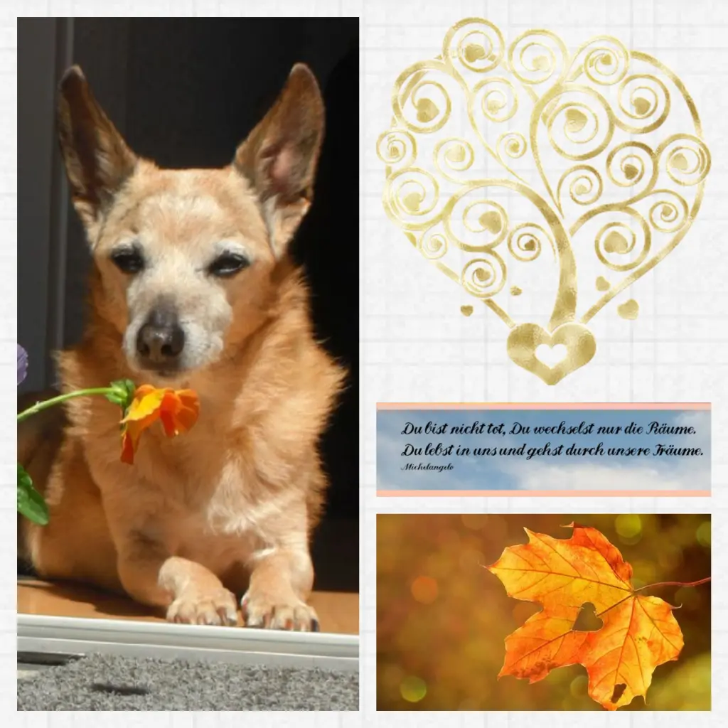 Condolence image of Anja mit Joy im Herzen