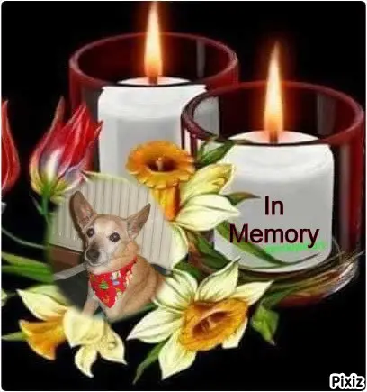 Condolence image of Jutta mit Purzel tief im Herzen✟08.05.2016