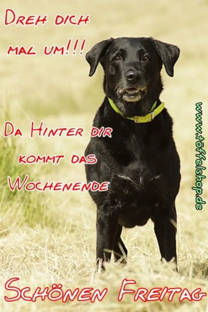 Condolence image of Tanja mit Timmy im Herzen