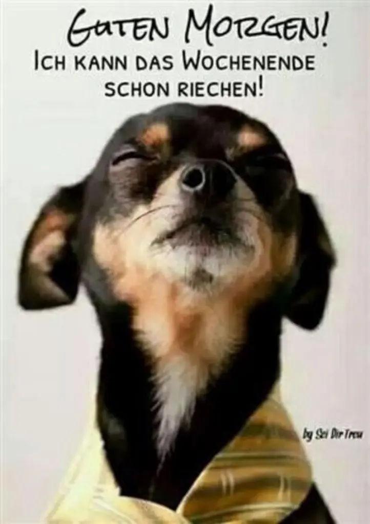 Condolence image of Tanja mit Timmy im Herzen