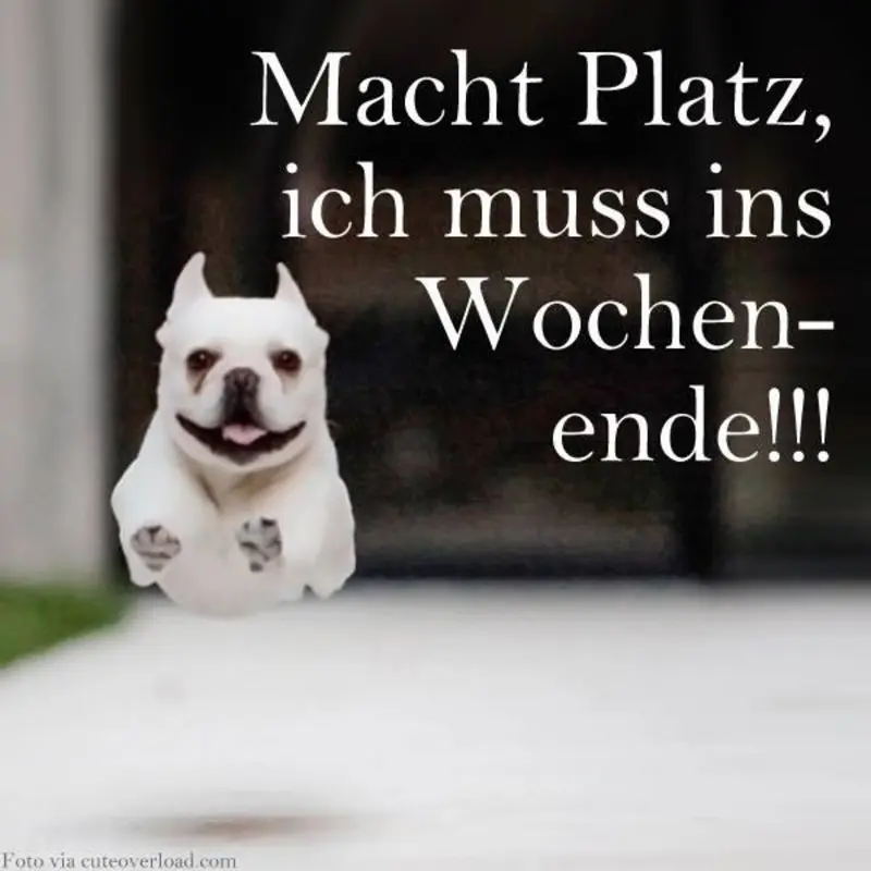 Condolence image of Tanja mit Timmy im Herzen
