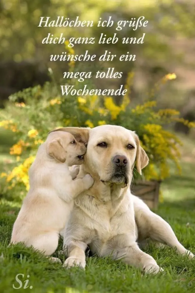 Condolence image of Tanja mit Timmy im Herzen