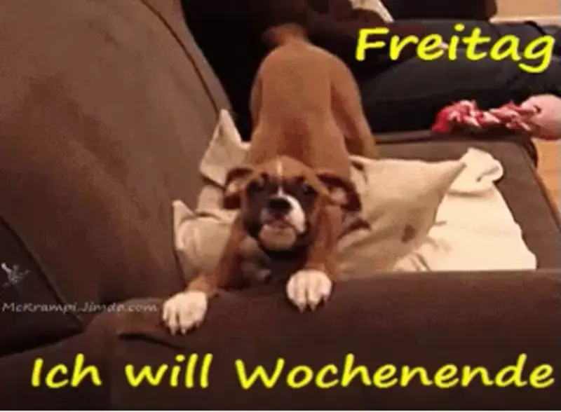 Condolence image of Tanja mit Timmy im Herzen