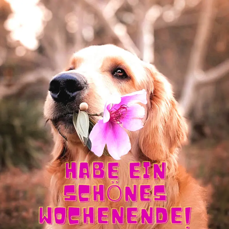 Condolence image of Tanja mit Timmy im Herzen